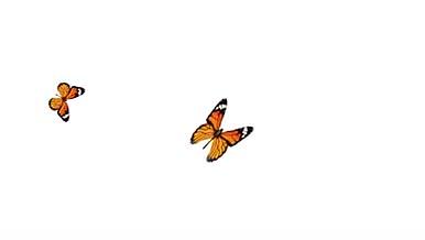 漂亮橙黑色成群蝴蝶带通道飞舞素材Ae视频的预览图